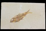 Detailed Fossil Fish (Knightia) - Wyoming #176421-1